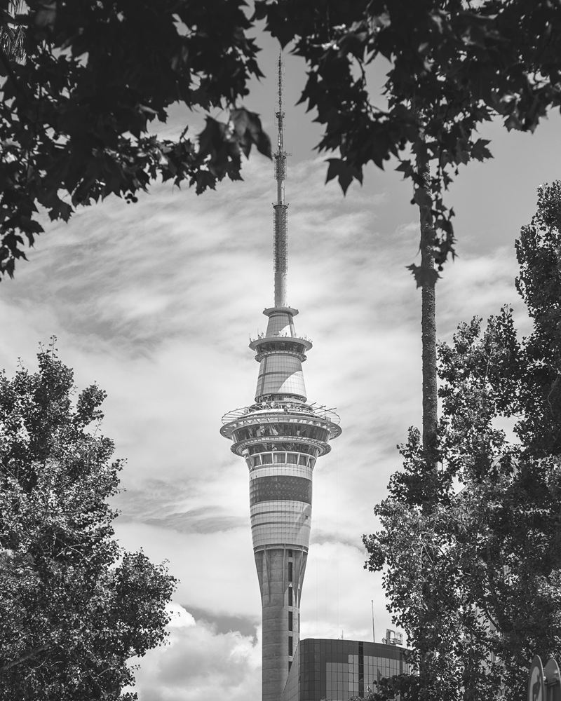 Auckland's Sky Tower framed by trees in Albert Park
