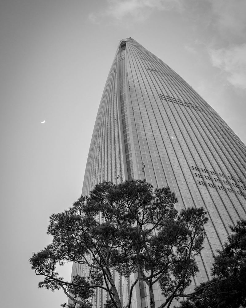 Lotte World Tower rising above a Korean red pine, Songpa, Seoul