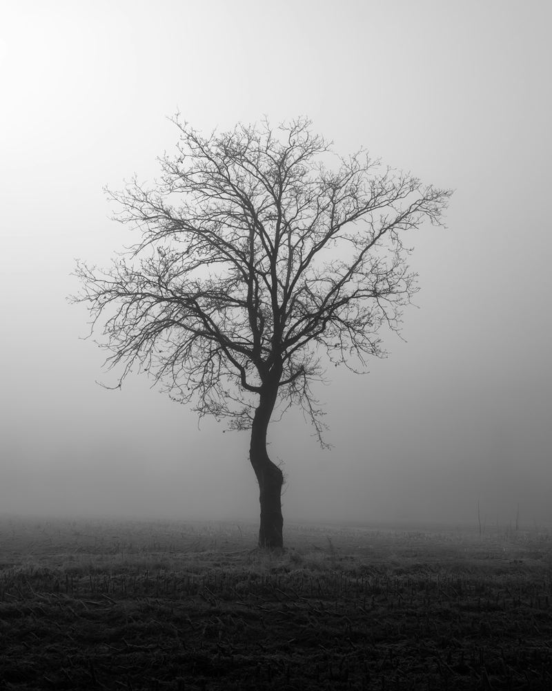 A single bare tree in a frosted field in fog